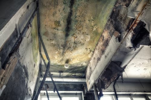 Mold Removal and Remediation